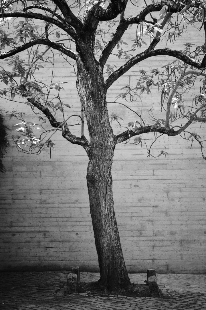 Diese Straßenfotografie Aufnahme zeigt einen Baum vor einer Betonkulisse